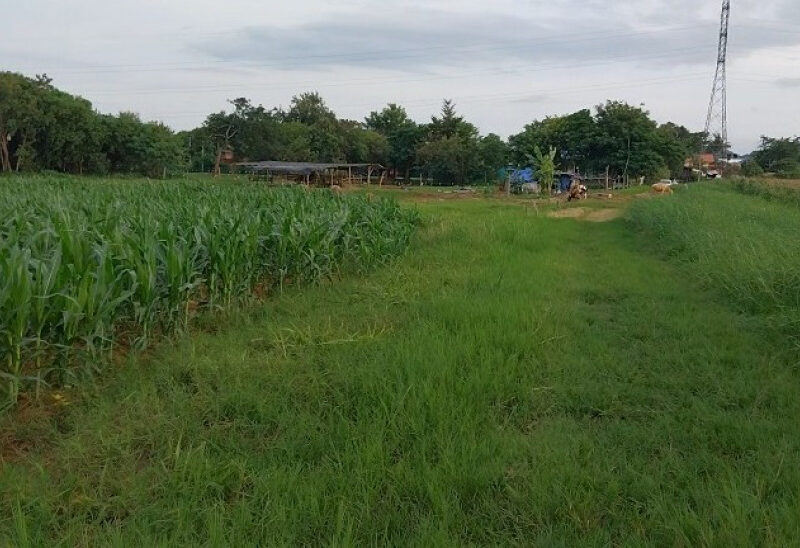 ขายที่ดิน 10 ไร่ 0 งาน 60 ตร.ว. ใกล้ถนนมิตรภาพ และไทวัสดุ ปากช่อง-เขาใหญ่