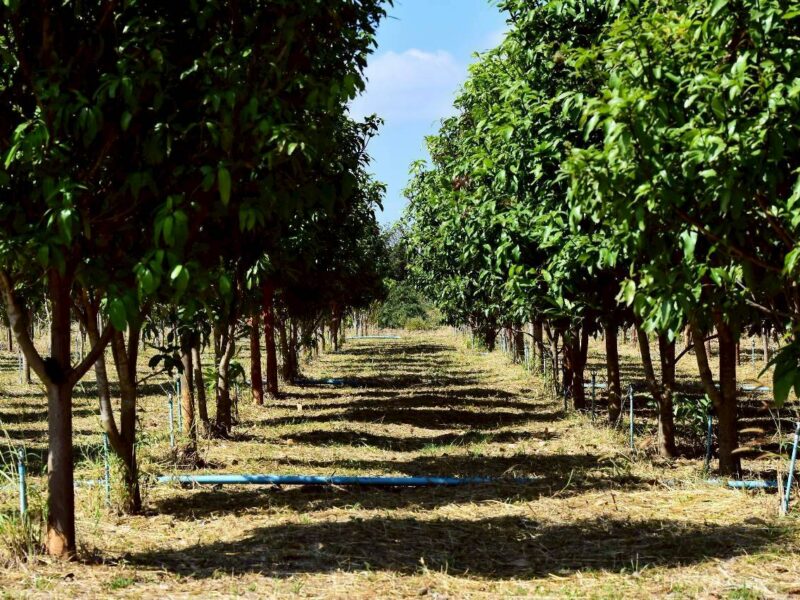 ขายที่ดินทางเลือก (ภบท5) ราคาจับต้องง่าย. ( 612บ./ ตร.วา ) ( 20 ไร่. : 4.9 ล้าน ) | ซื้อขาย เปลี่ยนชื่อได้ : พื้นที่. ปลอดภัยฯ หายห่วง | อากาศบริสุทธิ์ เงียบสงบ และ ส่วนตัว