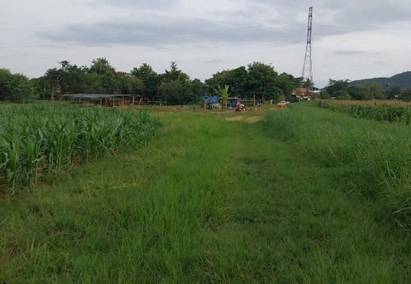 ขายที่ดิน 10 ไร่ 0 งาน 60 ตร.ว. ใกล้ถนนมิตรภาพ และไทวัสดุ ปากช่อง-เขาใหญ่