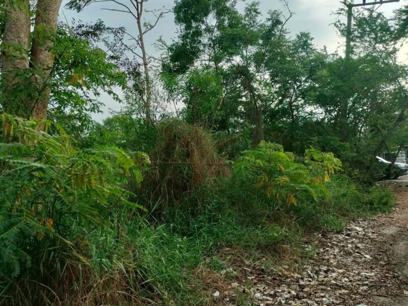 ขายด่วนที่ดิน 60 ตรว ติดถนนสาธารณะ คลอง 13 หนองสามวัง หนองเสือ ปทุมธานี