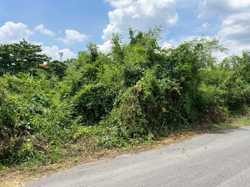 ขายด่วนที่ดินตลิ่งชัน 60 ตรว ติดถนนลาดยาง พุทธมณฑลสาย 3 ซอย 19 แยก 5-2