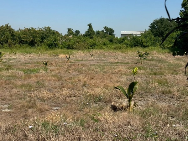 ขายที่ดิน 4 ไร่ 3 ตรว. บางนา กม.25 (พื้นที่สีแดง) ติดถนนบางนา-ตราด ฝั่งขาออก โทร 090-6360022