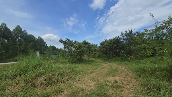 ขายที่ดิน บ้านบึง ชลบุรี 5 ไร่ 1 งาน 46 ตร.ว. ทำเลดี เหมาะลงทุน โทร 098-4282935