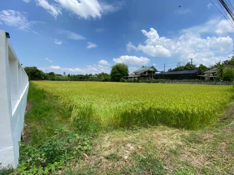 ขายที่ดินแม่ริมเชียงใหม่ 3-1-26 ไร่ ใกล้โรงเรียนนานาชาติเปรม ติณสูลานนท์