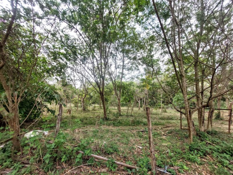 ที่ดินบ้านปง เชียงใหม่ ที่ดินเป็น นส 3 พื้นที่ 32ไร่ ขายราคา 150ล้าน ราคาคุยได้