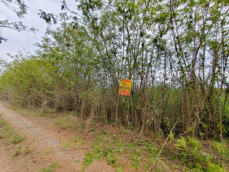 ขายถูกที่ดิน 200 ตรว ติดถนนสาธารณะ คลอง 12 หนองเสือ ปทุมธานี