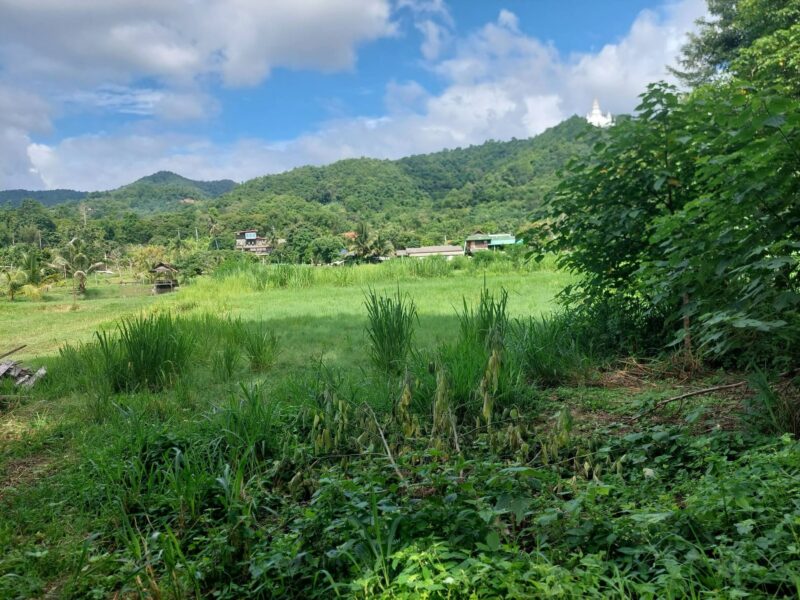 ขาย/เช่าระยะยาว ที่ดินบ้านปง อ.หางดง จ.เชียงใหม่ 2ไร่ 8 ล้าน