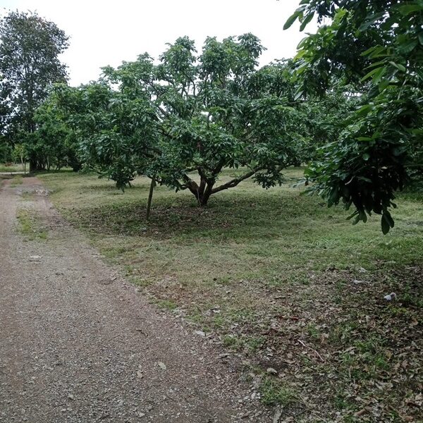 ขายที่ดินสวนลำใย 40 ไร่ มีโฉนด บ้านป่าไผ่ อ.ลี้ จ.ลำพูน อยู่เนินเขาวิวดีมาก มีร้านค้าชุมชนในหมู่บ้าน โทร 0650059539