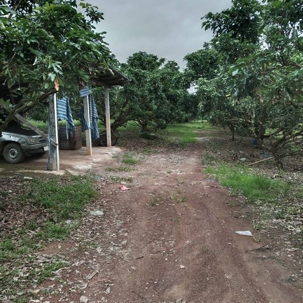 ขายที่ดินสวนลำใย 40 ไร่ มีโฉนด บ้านป่าไผ่ อ.ลี้ จ.ลำพูน อยู่เนินเขาวิวดีมาก มีร้านค้าชุมชนในหมู่บ้าน โทร 0650059539