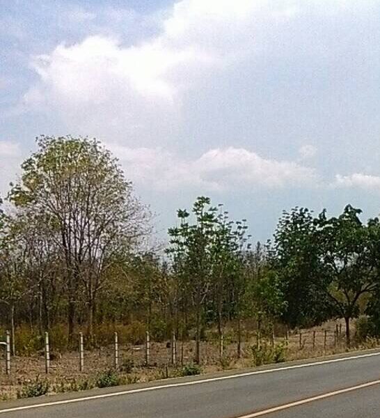 ขายที่สวนเพชรบูรณ์ 19 ไร่ 86 ตรว. หน้าติดถนน หลังติดเชิงเขา ต.ท่าอิบุญ,อ.หล่มสัก ตรว.ละ 1,000 บาท