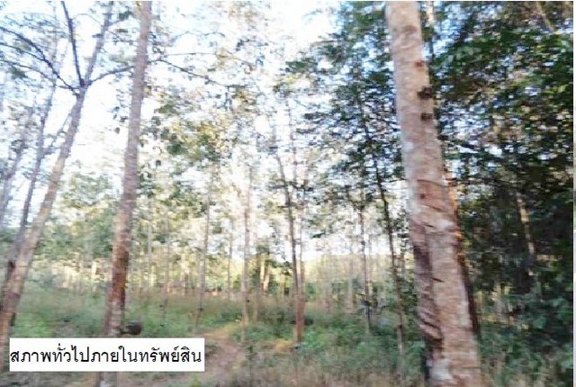 ที่ดินว่างเปล่า สะเดา-สงขลา ถ.บ้านระตะ ต.เขามีเกียรติ อ.สะเดา จ.สงขลา