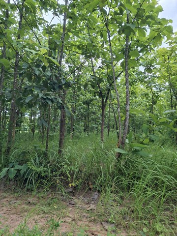 ขายที่ดินพร้อมสวนต้นสัก อำเภอเวียงสา จังหวัดน่าน เนื้อที่ 31 ไร่