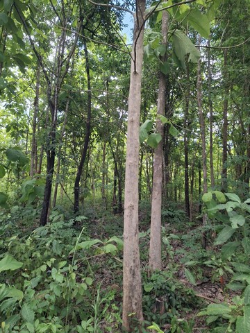 ขายที่ดินพร้อมสวนต้นสัก อำเภอเวียงสา จังหวัดน่าน เนื้อที่ 31 ไร่