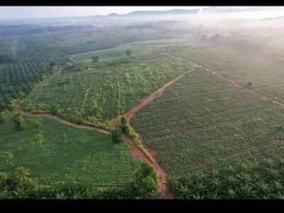 ขายที่ดิน แปลงสวย 1,065 ไร่ ผังสีเหลือง แปลงใหญ่ บ้านบึง ชลบุรี