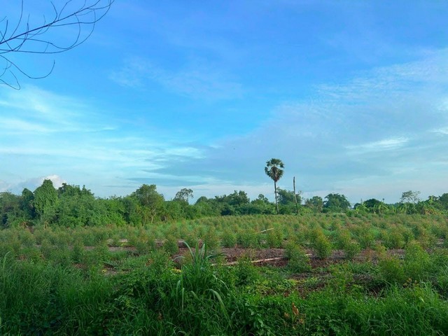 ขายที่ดิน เนื้อที่ 9 -2-93 ไร่ พื้นที่สีเหลือง หนองขยาด พนัส ชลบุรี