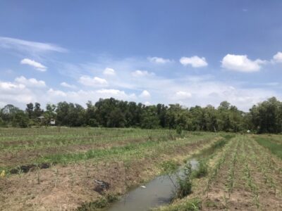 ขายที่ดินหนองเสือ บึงชำอ้อ ปทุมธานี คลอง 8 ฝั่งตะวันออก เนื้อที่ 2 ไร่ สี่เหลี่ยมผืนผ้าติดถนนลาดยาง
