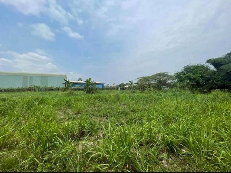 ที่ดินหนองขาม ศรีราชา 10 ไร่ ทำเลศักยภาพ ใกล้นิคมปิ่นทอง TP-L2401