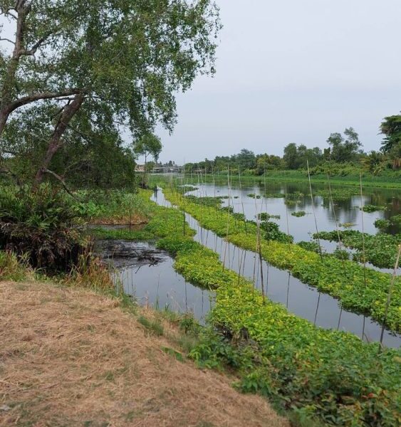 ที่ดินติดคลองดำเนินสะดวก ใกล้วัดบางยาง เขตเชื่อมต่อบ้านแพ้ว-กระทุ่มแบน