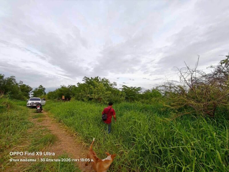 ขายด่วนที่ดินบงกช 1 ไร่ ติดถนนสาธารณะ ซอย บงกช 6 คลองหลวง ปทุมธานี