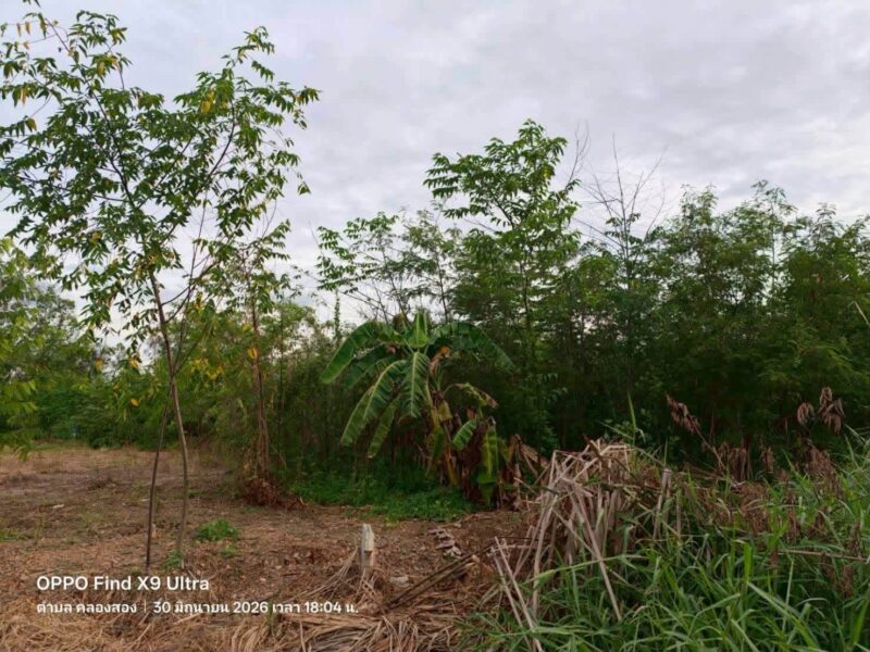 ขายด่วนที่ดินบงกช 1 ไร่ ติดถนนสาธารณะ ซอย บงกช 6 คลองหลวง ปทุมธานี