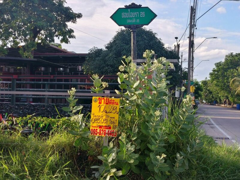 ขายด่วนที่ดินคลองสอง 114 ตรว ติดถนนคอนกรีต ซ.ไอยรา 26 คลองหลวง ปทุมธานี