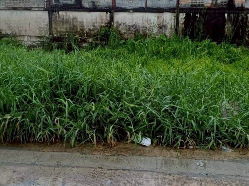 ขายถูกที่ดินลำลูกกา 34 ตรว ติดถนนคอนกรีตสาธารณะ ซ.เมตตา ต.บึงคำพร้อย จ.ปทุมธานี