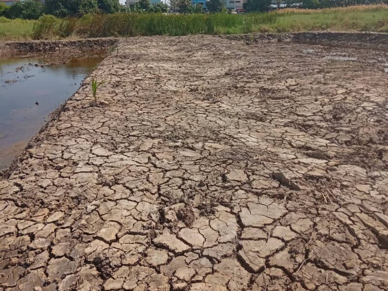 ขายที่ดินเปล่า 525 ตรว. ห่างจากถนนคอนกรีตเพียง 200 เมตร ตรงข้ามหมู่บ้านสิวารมย์ 1 อยู่ในซอยเทศบาลบางปู 83