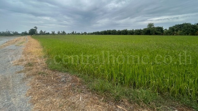 ลดราคาด่วน ที่ดิน 9-3-99.5 ไร่ ดอนโพธิ์ - สุพรรณบุรี มีผู้เช่า ทำเลดี