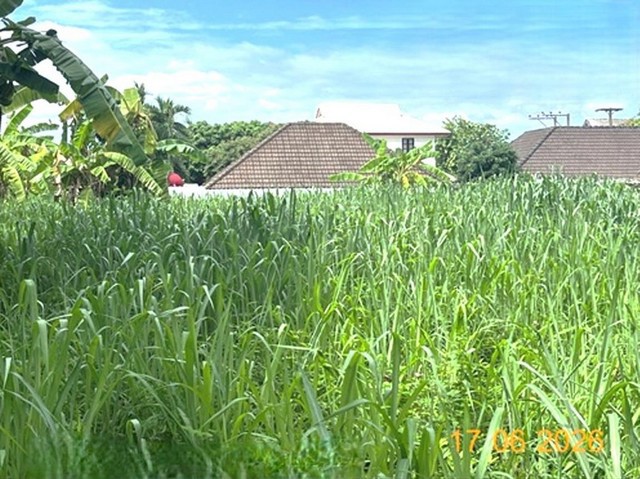 ขายที่ดินเชียงใหม่ เนื้อที่ 1-1-49.00 ไร่ อำเภอสันทราย ถนนเชียงใหม่-พร้าว