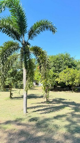 ขายที่ดินบ้านสวน ตำบลพุแค อำเภอเฉลิมพระเกียรติ จังหวัด สระบุรี