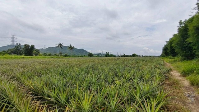 ขายที่ดิน 15 ไร่ พื้นที่สีเหลือง เข้าออกสะดวก บ้านบึง หนองอิรุณ ชลบุรี