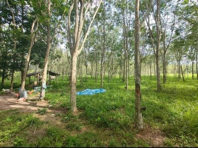 ขายที่ดิน 5 ไร่ พร้อมสวนยาง ใกล้ถนนหลัก บ้านแลง เมืองระยอง