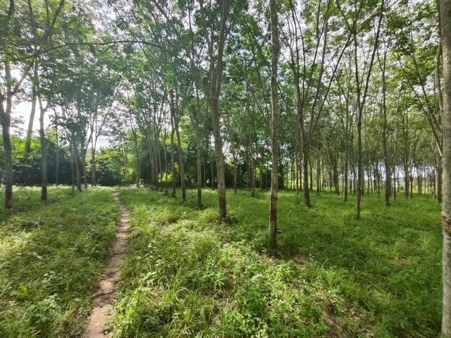 ขายที่ดิน 5 ไร่ พร้อมสวนยาง ใกล้ถนนหลัก บ้านแลง เมืองระยอง