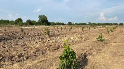 ขายที่ดินขนาด 4 ไร่ ใกล้สนามบินสุวรรณภูมิ ตำบลคลองสวน อำเภอบางบ่อ จังหวัดสมุทรปราการ
