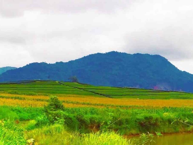 ขายที่ดินพรีเมียมติด Singha Park เชียงราย | 14 ไร่ | วิวภูเขาพาโนรามา