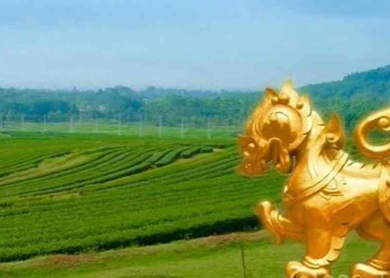 ขายที่ดินพรีเมียมติด Singha Park เชียงราย | 14 ไร่ | วิวภูเขาพาโนรามา