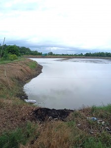 ขายที่ดินพานทองชลบุรี ขายที่บ่อเลี้ยงปลานิล เนื้อที่ 13 ไร่เศษ โซนนิคมอุตสาหกรรมอมตะcity ชลบุรี พานทอง เฟส 8-9-10