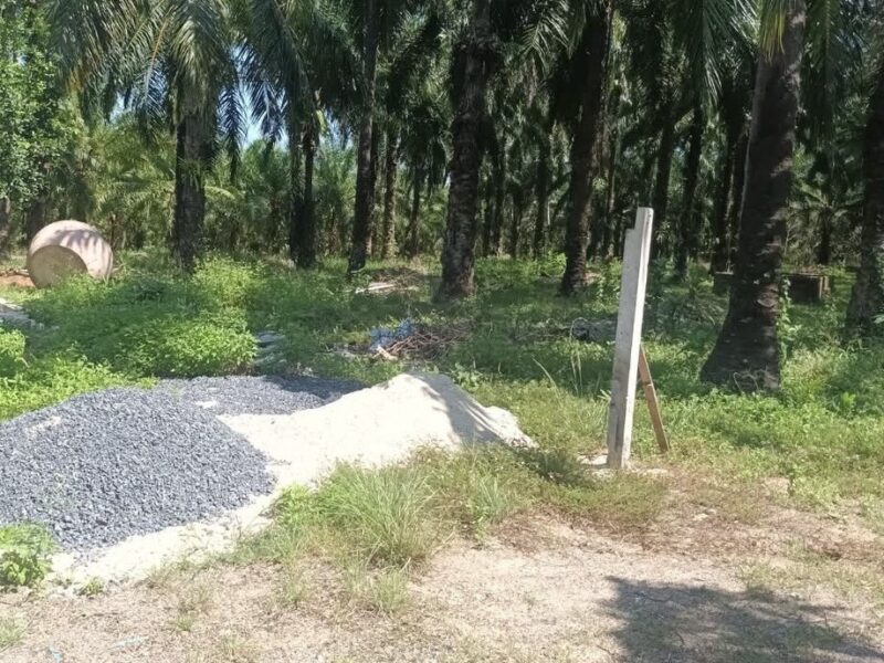ขายที่ดินสวนปาล์มพร้อมบ้าน ทำเลดี อ.อ่าวลึก จ.กระบี่