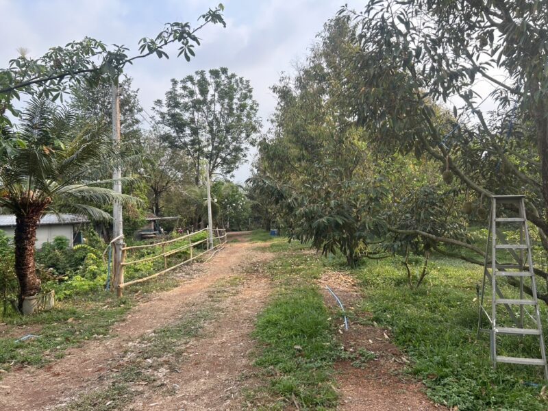 ขายที่ดิน สวนทุเรียน ทำเลดี อ.เมือง จ.ปราจีนบุรี
