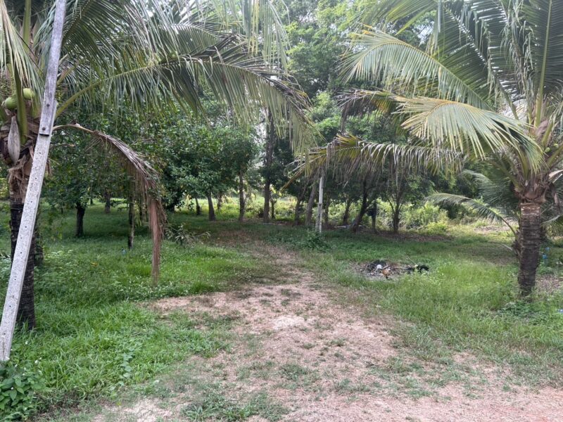 ขายที่ดิน สวนทุเรียน ทำเลดี อ.เมือง จ.ปราจีนบุรี