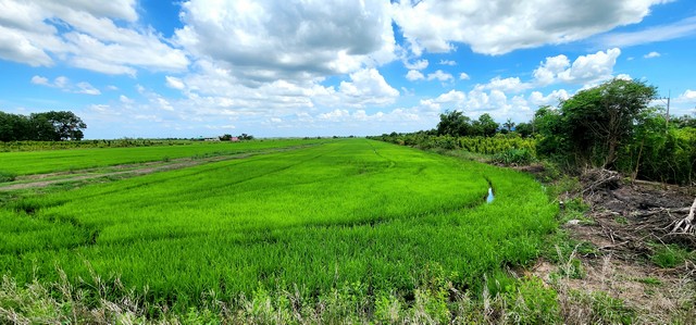 ขายที่ดิน คลอง23 องครักษ์ ขายต่ำกว่าราคาประเมินมาก ติดถนนลาดยาง 22 ไร่ เหมาะทำจัดสรรแบ่งแปลงขาย ทำเลดี
