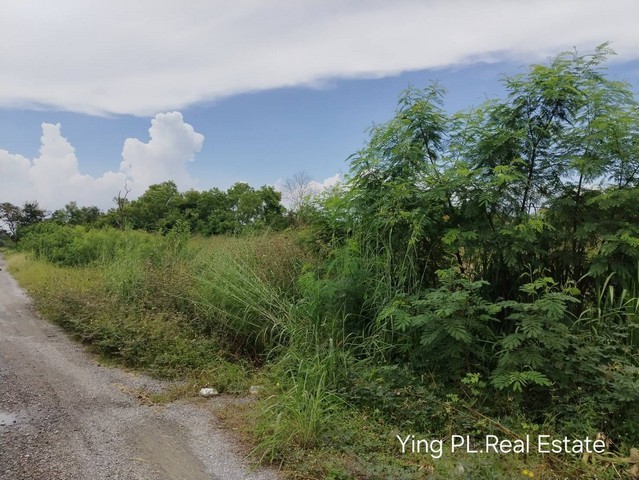 ด่วนขายที่สวย ทำเลดี ในซอยวิทยาลัยเทคโนโลยีแหลมทอง บางหลวง ปทุมธานี