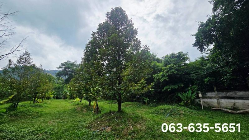 ขายสวนทุเรียนวิวเขา บรรยากาศดี หน้าติดถนนลาดยาง ท้ายติดลำธาร ที่ดินโฉนดครุฑแดง พร้อมโอน ต.เขาพระ อ.เมืองนครนายก จ.นครนายก