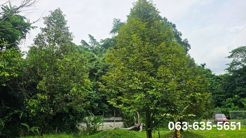 ขายสวนทุเรียนวิวเขา บรรยากาศดี หน้าติดถนนลาดยาง ท้ายติดลำธาร ที่ดินโฉนดครุฑแดง พร้อมโอน ต.เขาพระ อ.เมืองนครนายก จ.นครนายก