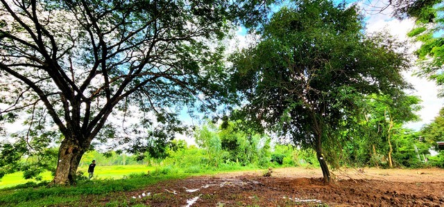 ขายที่ดินติดแม่น้ำชี 3 ไร่ อำเภอเมืองมหาสารคาม ทำเลดี ติดถนนหลัก ไปกาฬสินธุ์ เหมาะค้าขาย ร้านอาหาร คาเฟ่่ริมน้ำรีสอร์ท