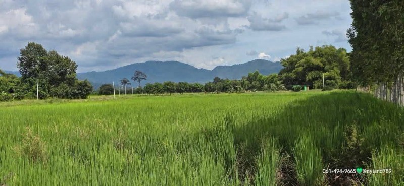 ขายที่สวยติดถนน ทำเลดี อยู่เองก็ได้ค้าขายก็ดี ต.เขาเพิ่ม อ.บ้านนา จ.นครนายก ถมสูงประมาณ 1 เมตรจากพื้นนาเดิม ทำเลเดินทางสะดวก