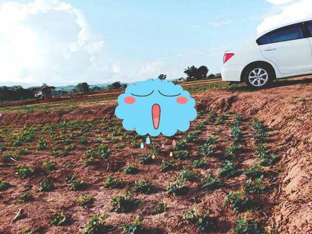 ที่ดินดีติดแม่น้ำน่านใสไหลรินตลอดปี เช่าขายที่ติดแม่น้ำน่าน เมืองน่าน ต.ศรีภูมิ อ.ท่าวังผา จ.น่าน วิวหลักล้าน