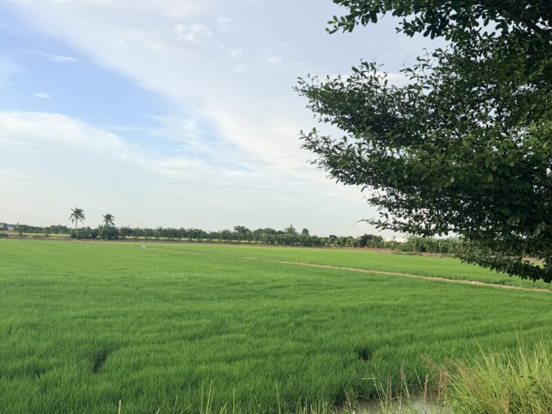 ที่ดินแบ่งแปลง ถมแล้ว บางบัวทอง 75-400 ตรว.
