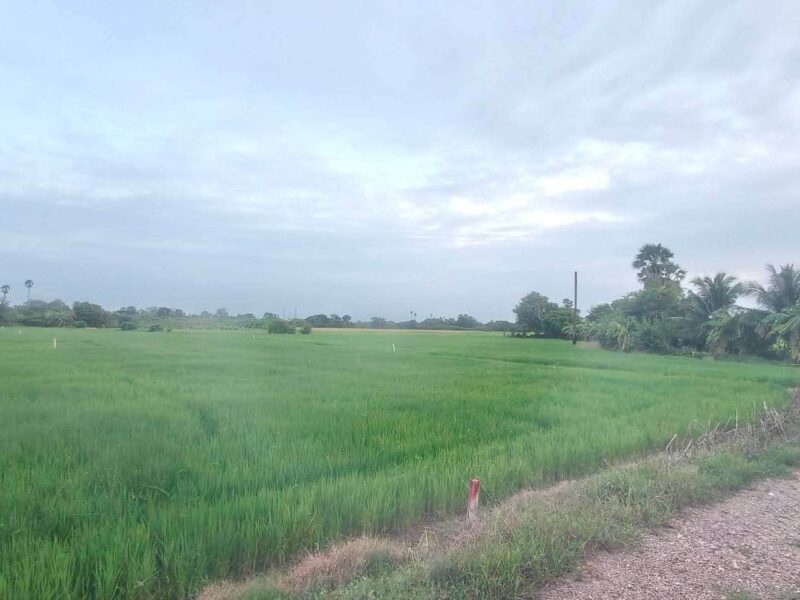 ขายด่วนที่ดิน 680 ตรว ติดถนนสาธารณะ 2 ด้าน แปลงมุม บ้านงิ้ว สามโคก ปทุมธานี