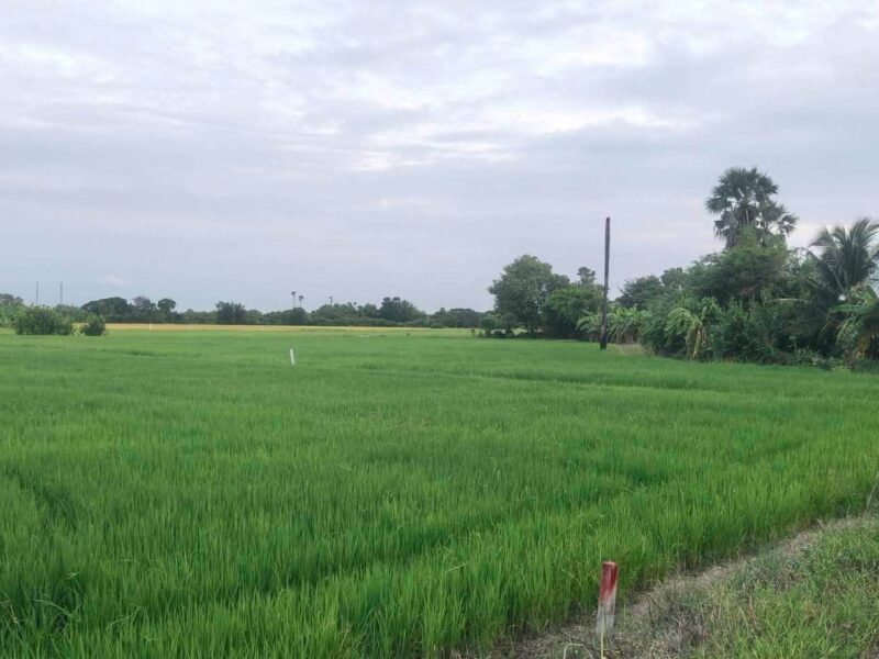 ขายด่วนที่ดิน 680 ตรว ติดถนนสาธารณะ 2 ด้าน แปลงมุม บ้านงิ้ว สามโคก ปทุมธานี